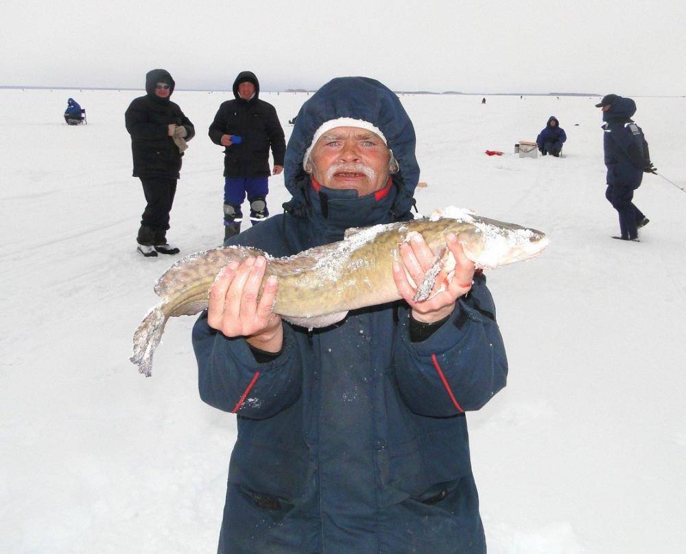 Сайт рыбака новосибирск. Народная рыбалка. Рыболовство НСО. Рыболовство в Новосибирской области. Налим 8 кг.