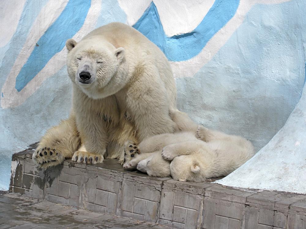 Герда и Кай вышли в интернет из самого большого зоопарка Сибири
