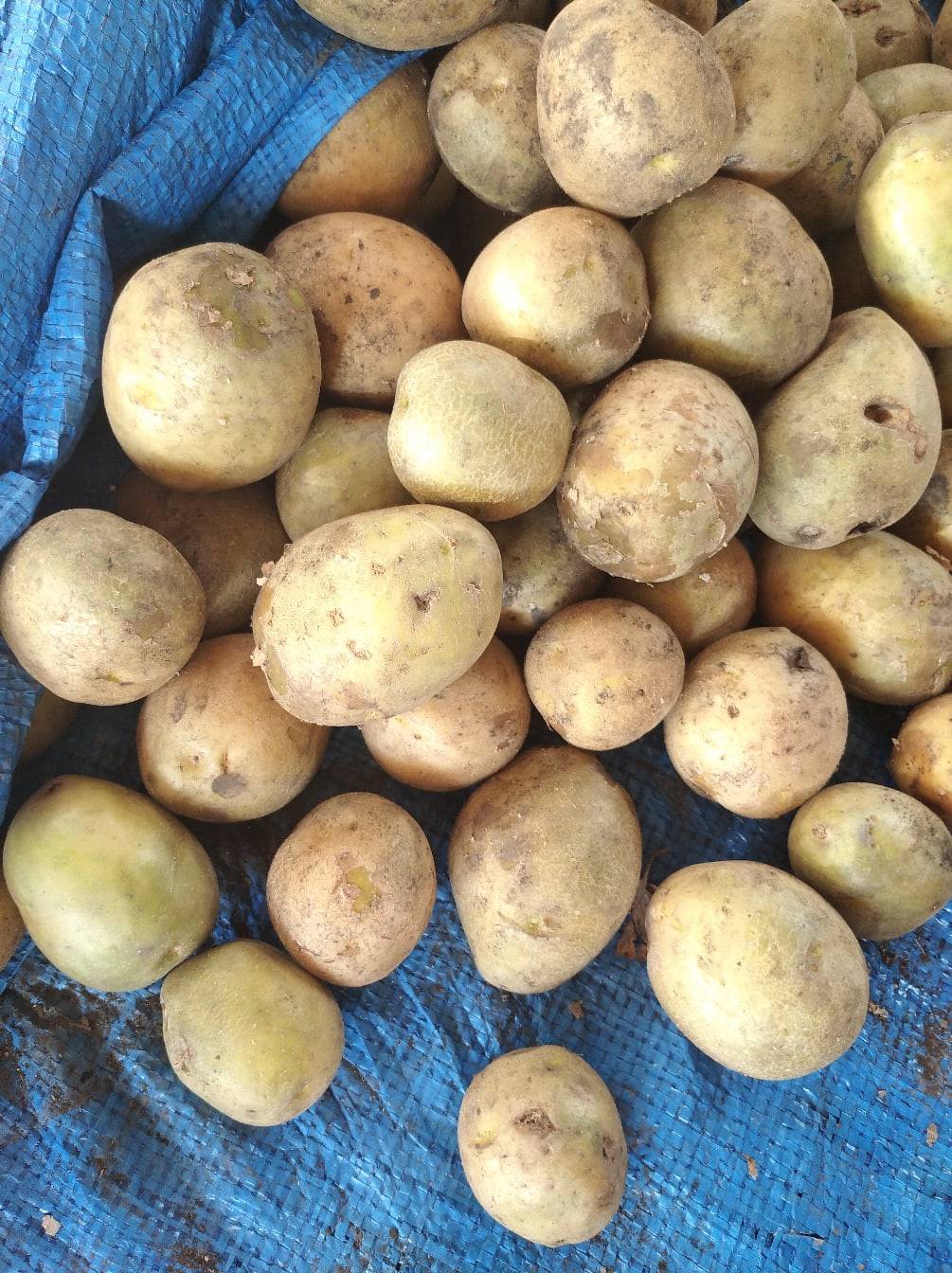 Чаще об отказе от картофельных плантаций заявляли новосибирцы старше 45 лет (55%).