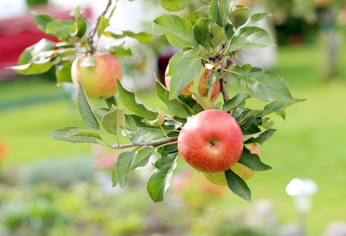 Как правильно посадить яблоню весной: советы и традиции