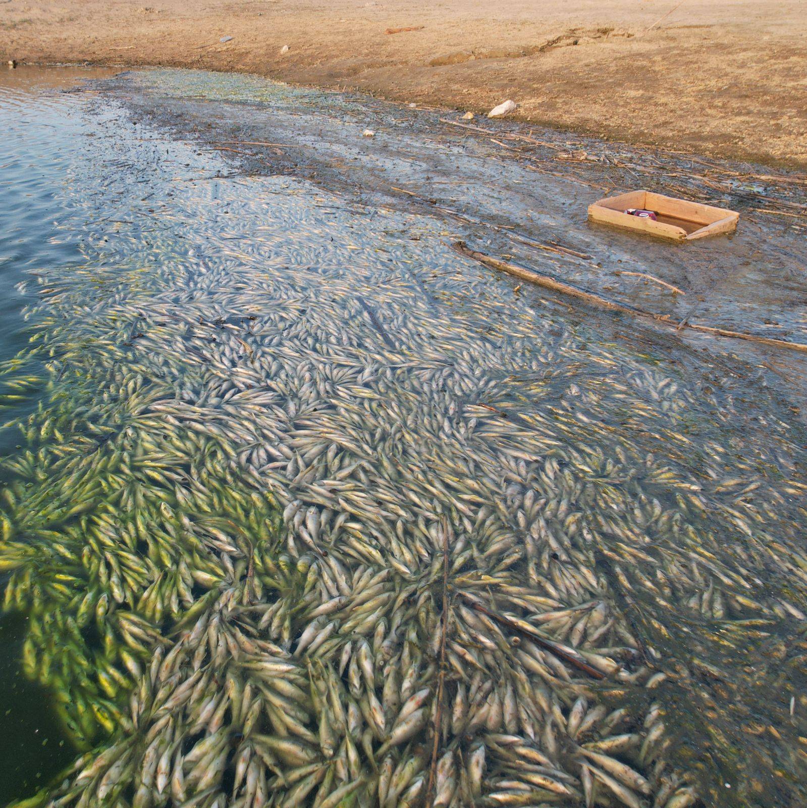 Массовая гибель рыбы в Бердском заливе