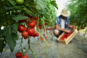 Причины скручивания и вяния листьев помидор в теплице