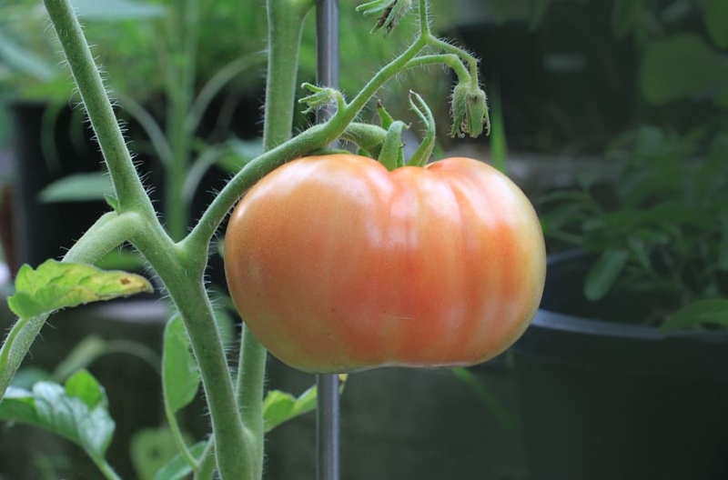 Почему помидоры не краснеют и что делать?