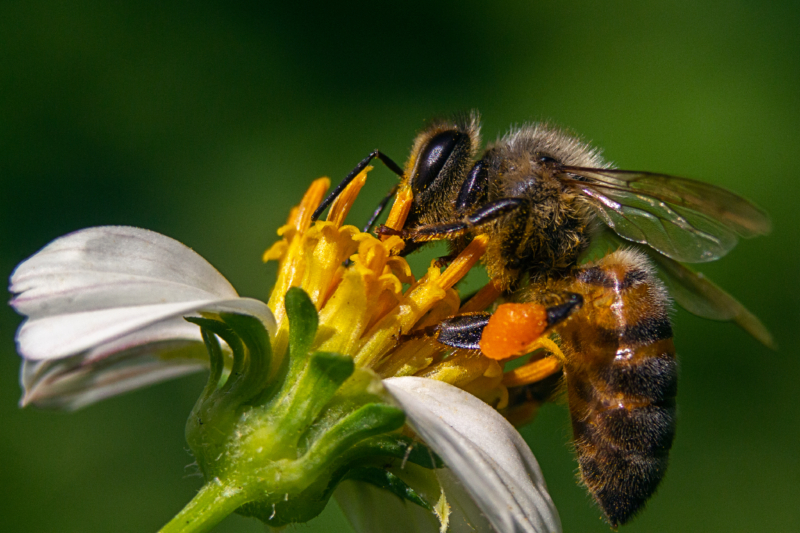 Пчёлы и осы кусают только в случае опасности