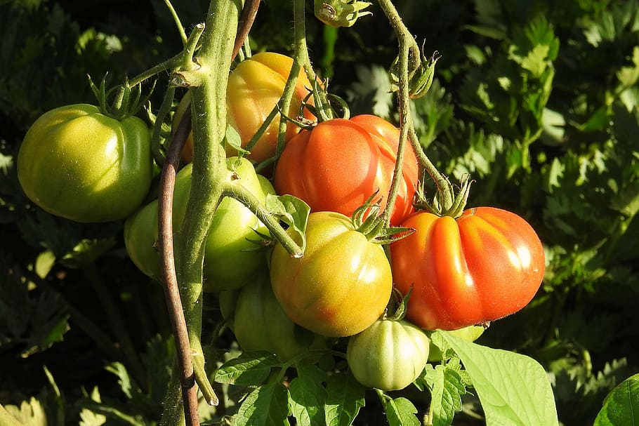 Когда убирать томаты в открытом грунте осенью?