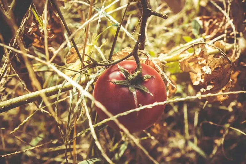 Как солить помидоры холодным способом в банках: пошаговые рецепты домашних заготовок