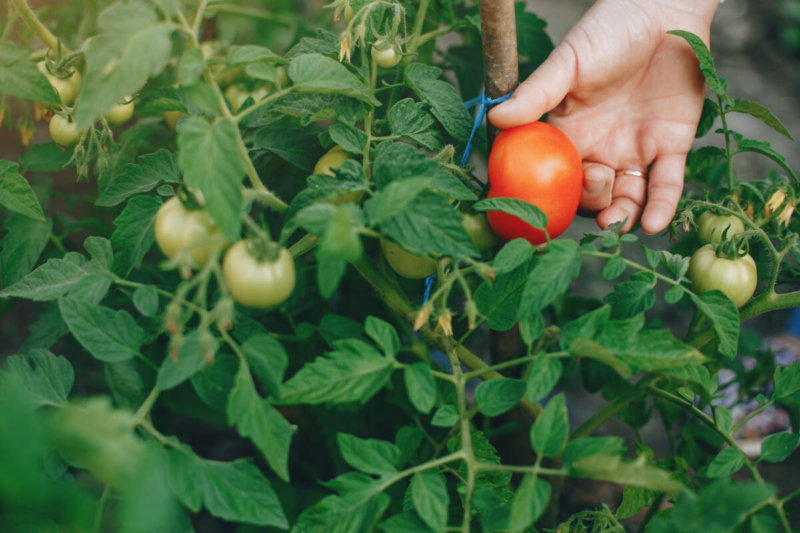 Чем подкормить помидоры в августе?
