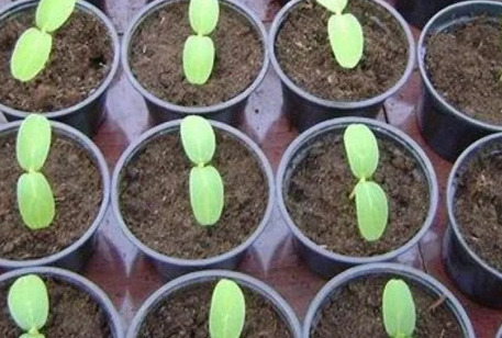 Как собрать семена огурцов для будущего урожая