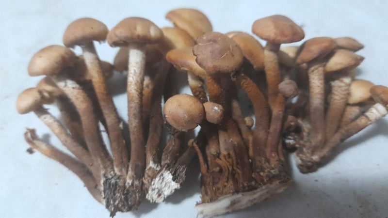 азрежьте крупные грибы на несколько частей или оставьте маленькие грибочки целыми