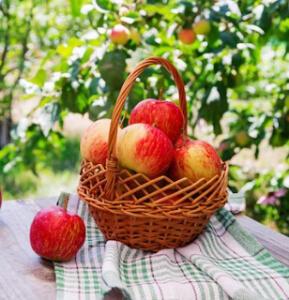 Яблочное повидло – простой рецепт