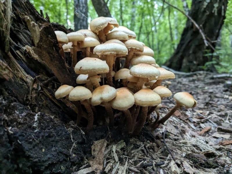 Солёные или маринованные опята - это отличный способ сохранить грибы на зиму