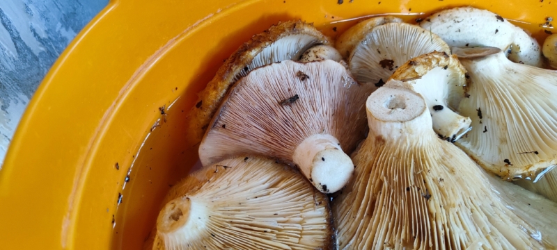 Свинухи грибы съедобные (68 фото)