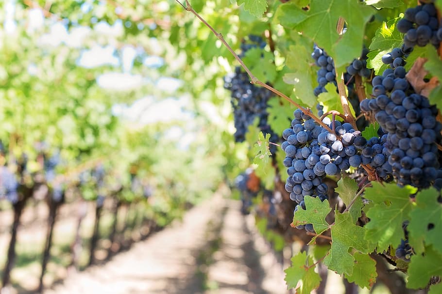 Как правильно обрезать виноград осенью?