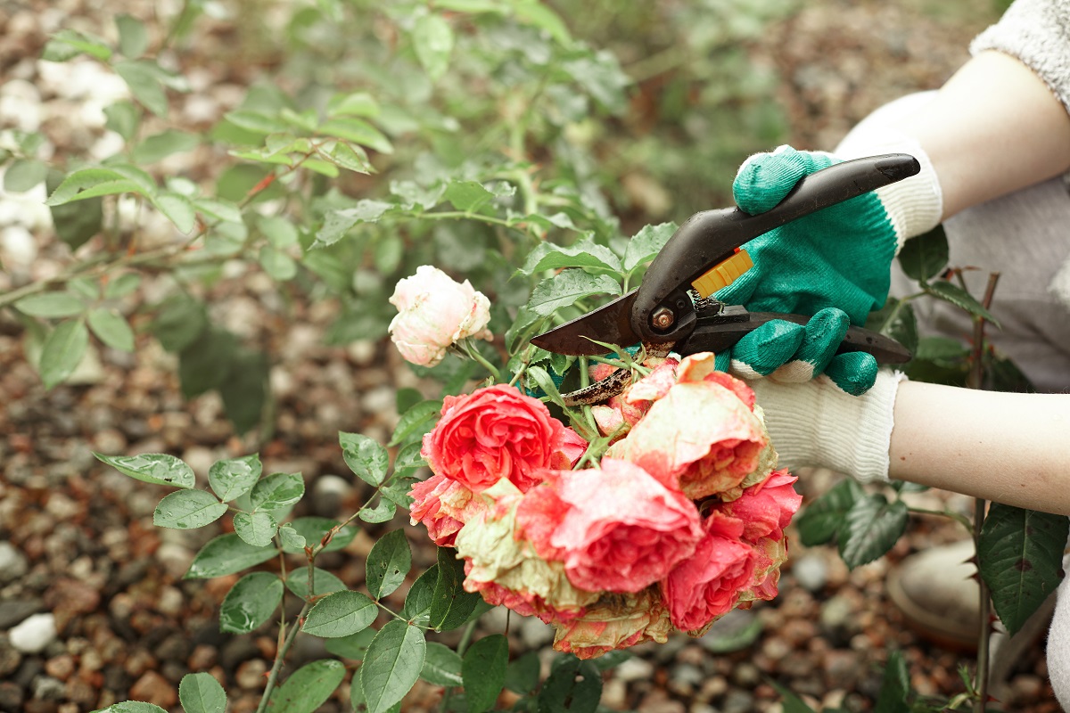 Чем можно обрабатывать розы. Садовник и цветы. Садовник подстригает розы. Обрезка цветочно декоративных растений. Утепление роз осенью фото.