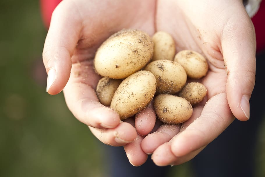 Причины, почему картошка гниет 