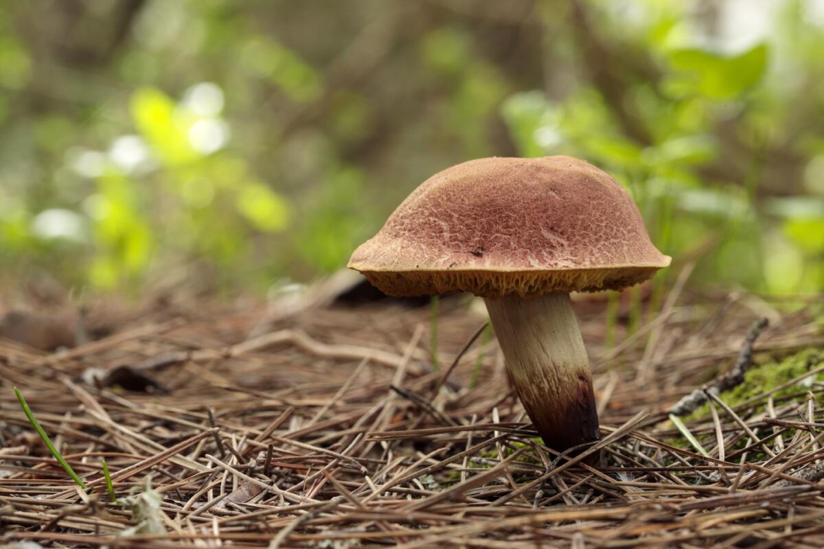 Как понять, что грибы переросли?