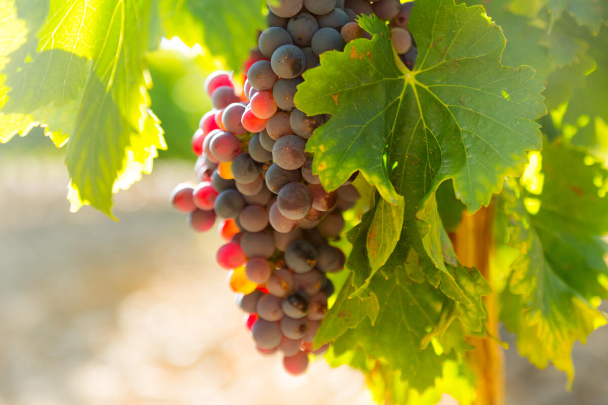 Виноград обычно собирают в сентябре