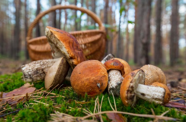 Есть ли сейчас грибы в лесу? Какие грибы растут в сентябре