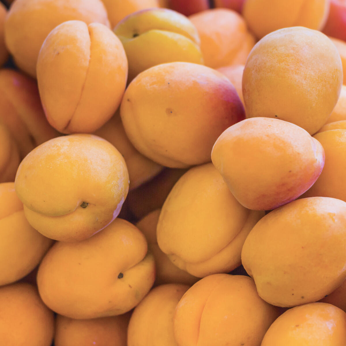 Сушим абрикосы в электрической сушилке - домашняя курага ⋆ Готовим вкусно, красиво и по-домашнему!