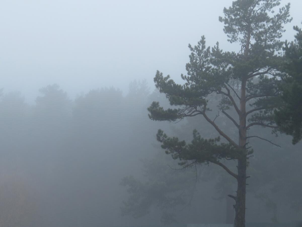Густой туман накроет по ночам Бердск, Искитим и Черепаново – высокий риск ДТП