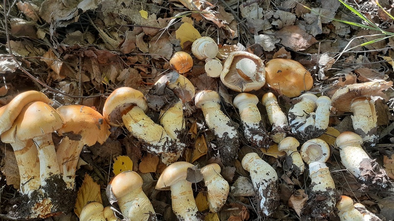 Опытные грибники рекомендуют мариновать или солить паутинник
