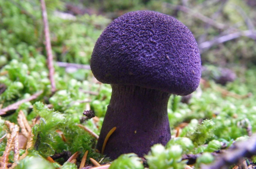На фото паутинник фиолетовый - красивый и необычный гриб