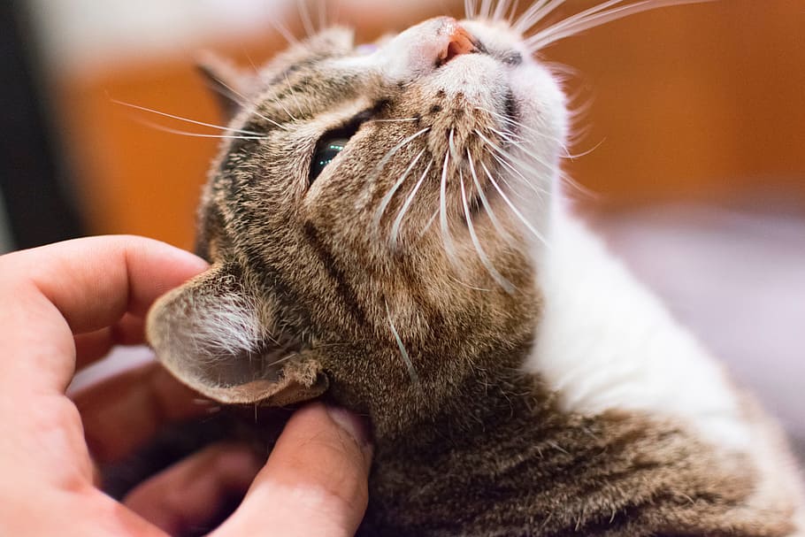 Какие запахи не любят кошки и как их отпугнуть?