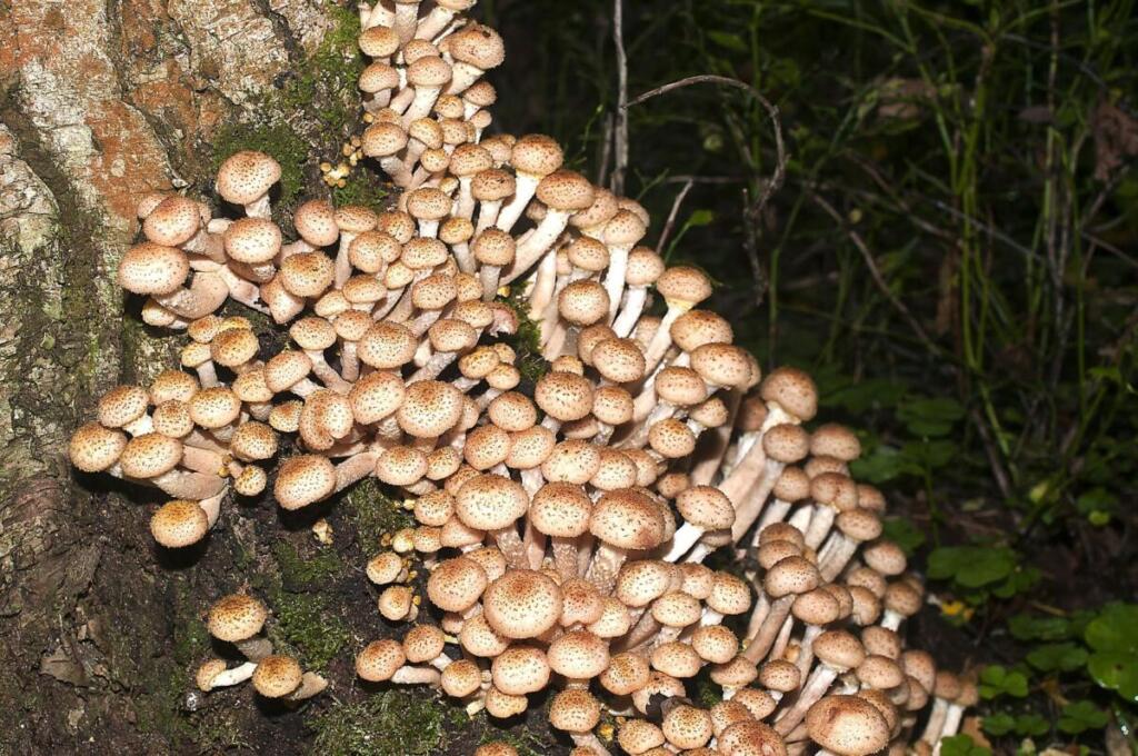 сколько варить грибы опята для заморозки в холодильнике на зиму
