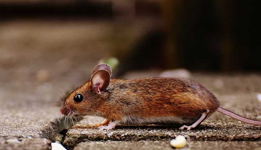 Как бороться с мышами дома?