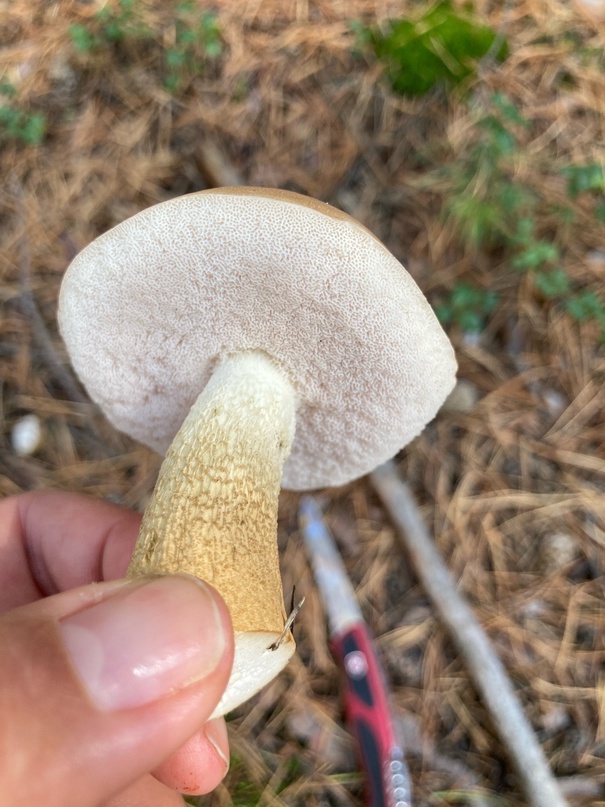 Подосиновик фото грибы съедобные и ложные как отличить
