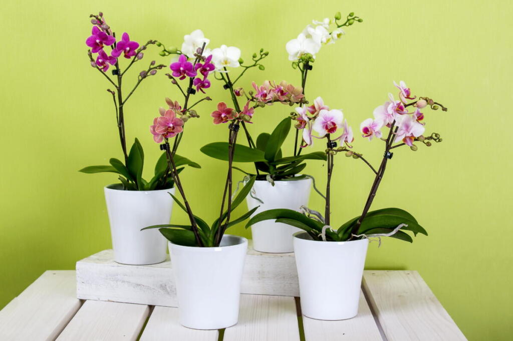 Желтеют листья у орхидеи: почему и что делать?