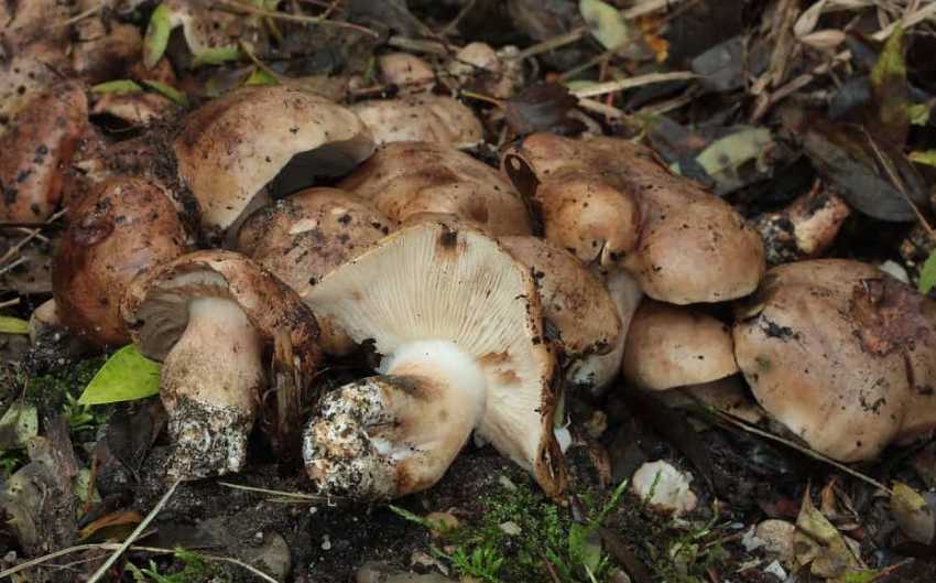 как выглядит гриб подтопольник: описание и фото