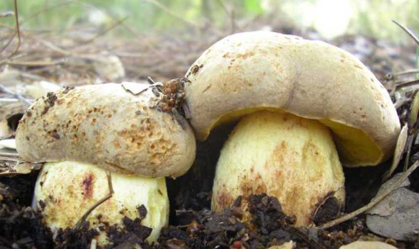 Как отличить полубелый гриб от белого?