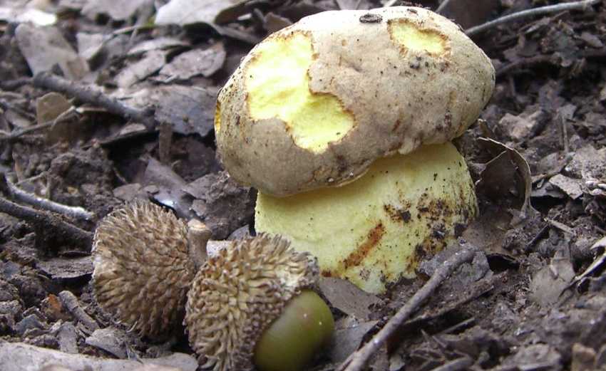 желтый полубелый гриб