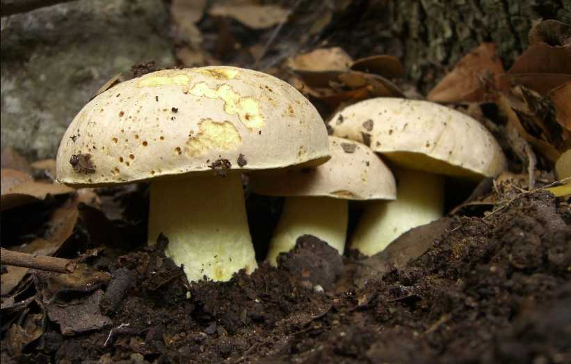 На фото полубелый гриб: выглядит красиво, но собирать нельзя