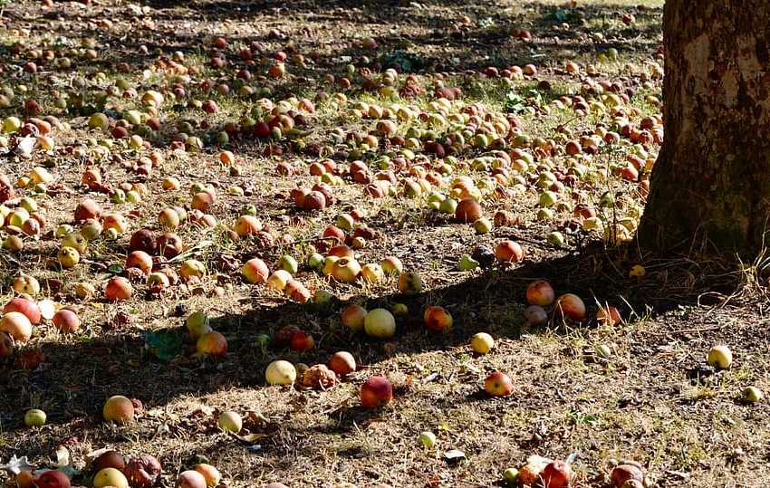 Когда и как лучше опрыскивать яблони осенью?