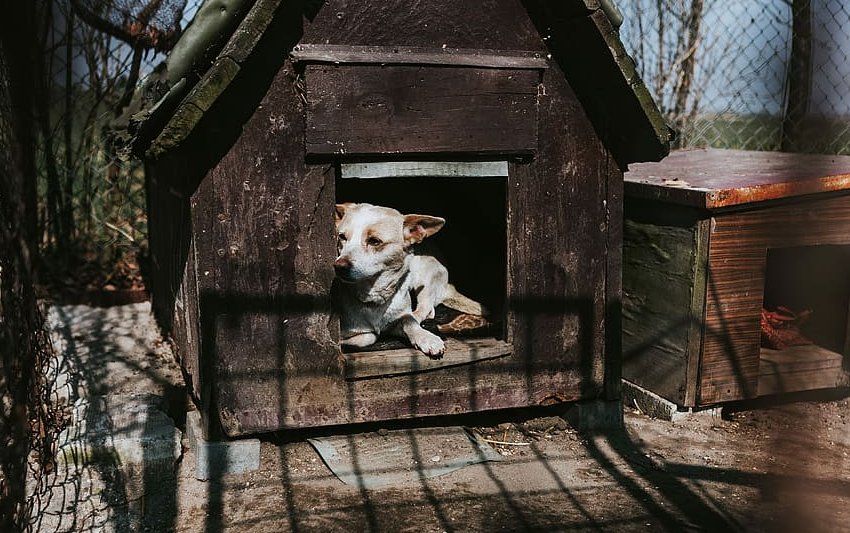 Как и чем утеплить будку для собаки на зиму: материалы, инструменты и краткая инструкция
