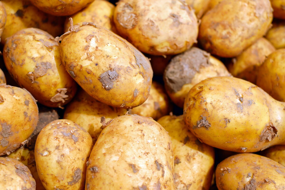 Прорастает картошка в погребе: что делать, как хранить?
