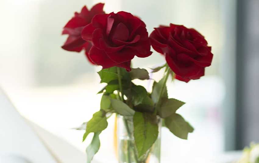 Узнайте, как подольше сохранить срезанные розы