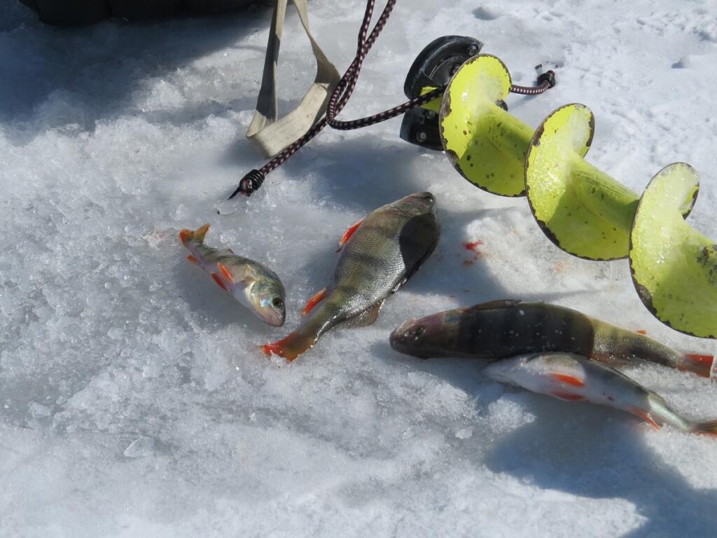 82-летний рыбак провалился под лёд в Бердском заливе у Речкуновки