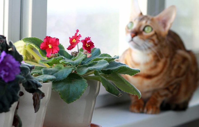 Как защитить рассаду и комнатные цветы от кошек?