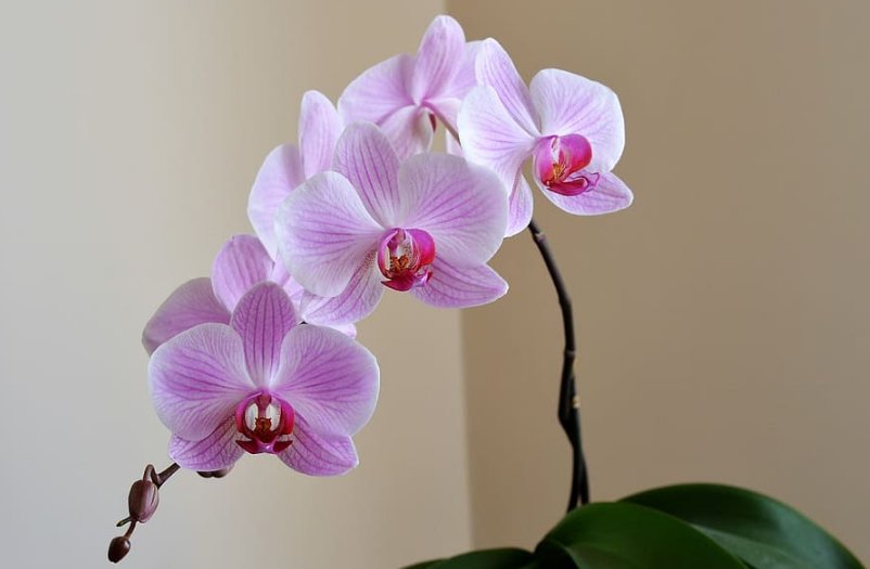 Орхидея очень декоративна