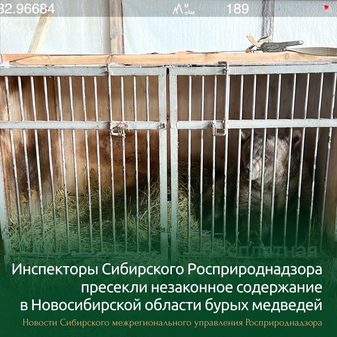 Дрессировщики не сумели вернуть изъятых пять бурых медведей в поселке под Новосибирском