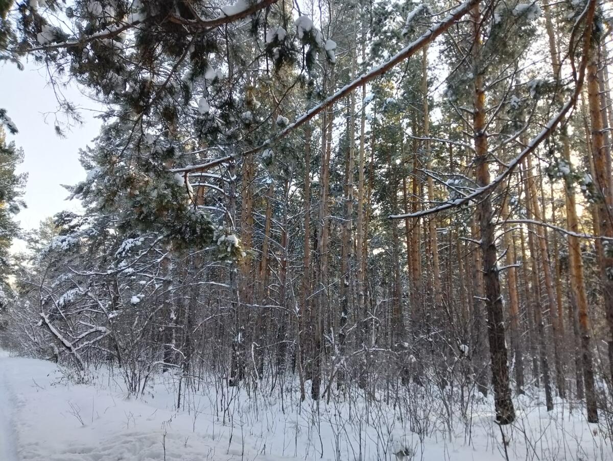 Убитой нашли пятилетнюю девочку в лесу под Новосибирском
