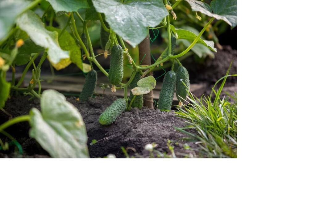 Как правильно вырастить огурцы в открытом грунте?