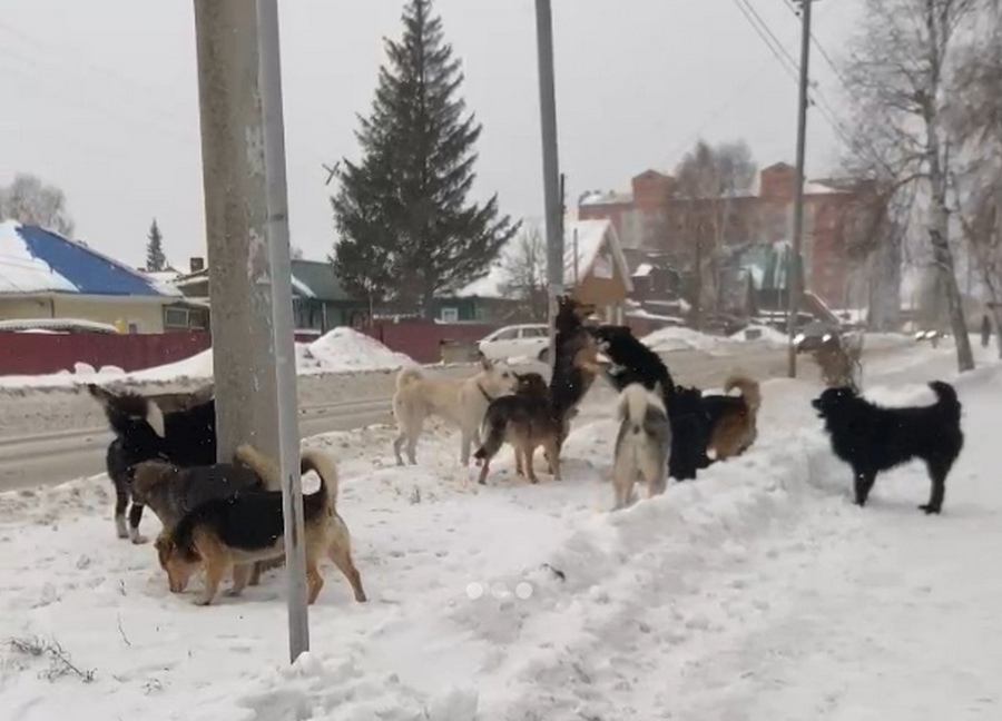 Отлов собак пройдет 7 февраля у школы №8 в Бердске