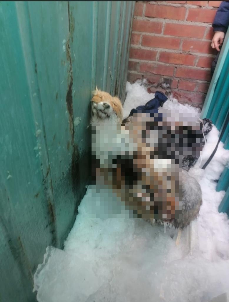 Найденных детьми за гаражами мёртвых лисиц из Бердска увезли на исследование