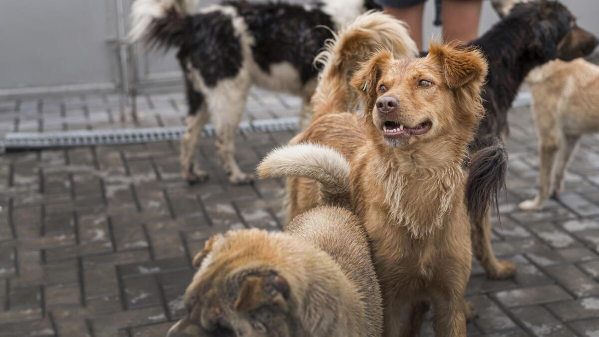 «Делают уколы от бешенства»: Под Новосибирском стая собак набросилась на школьника