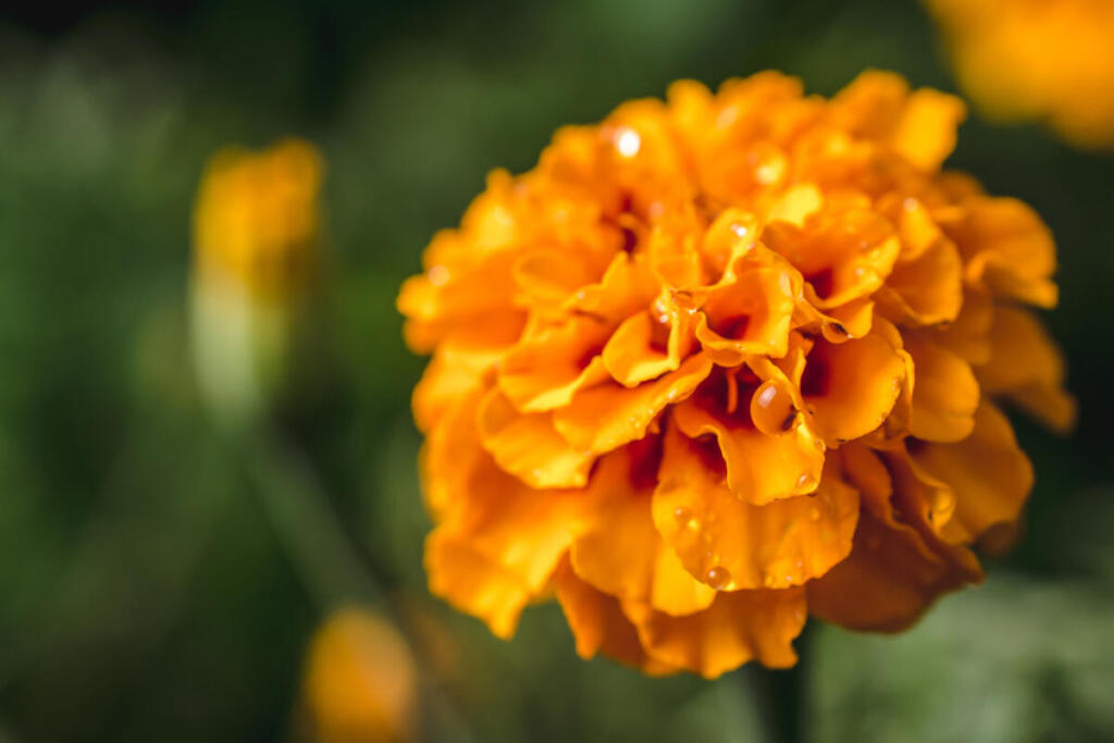 Бархатцы – одни из самых популярных летних цветов