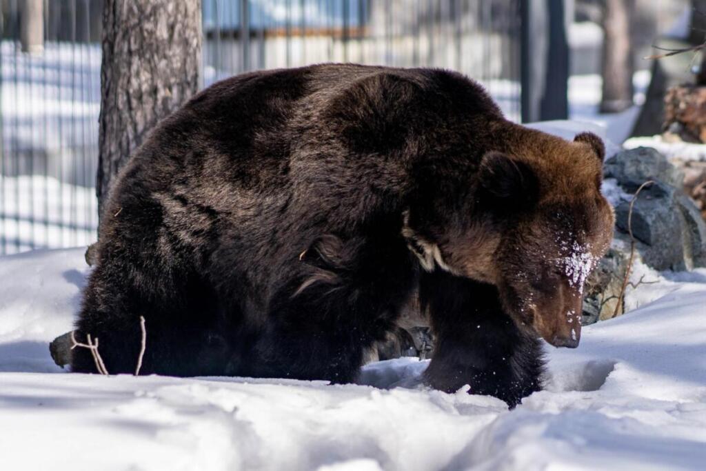 Бурые медведи встречают весну
